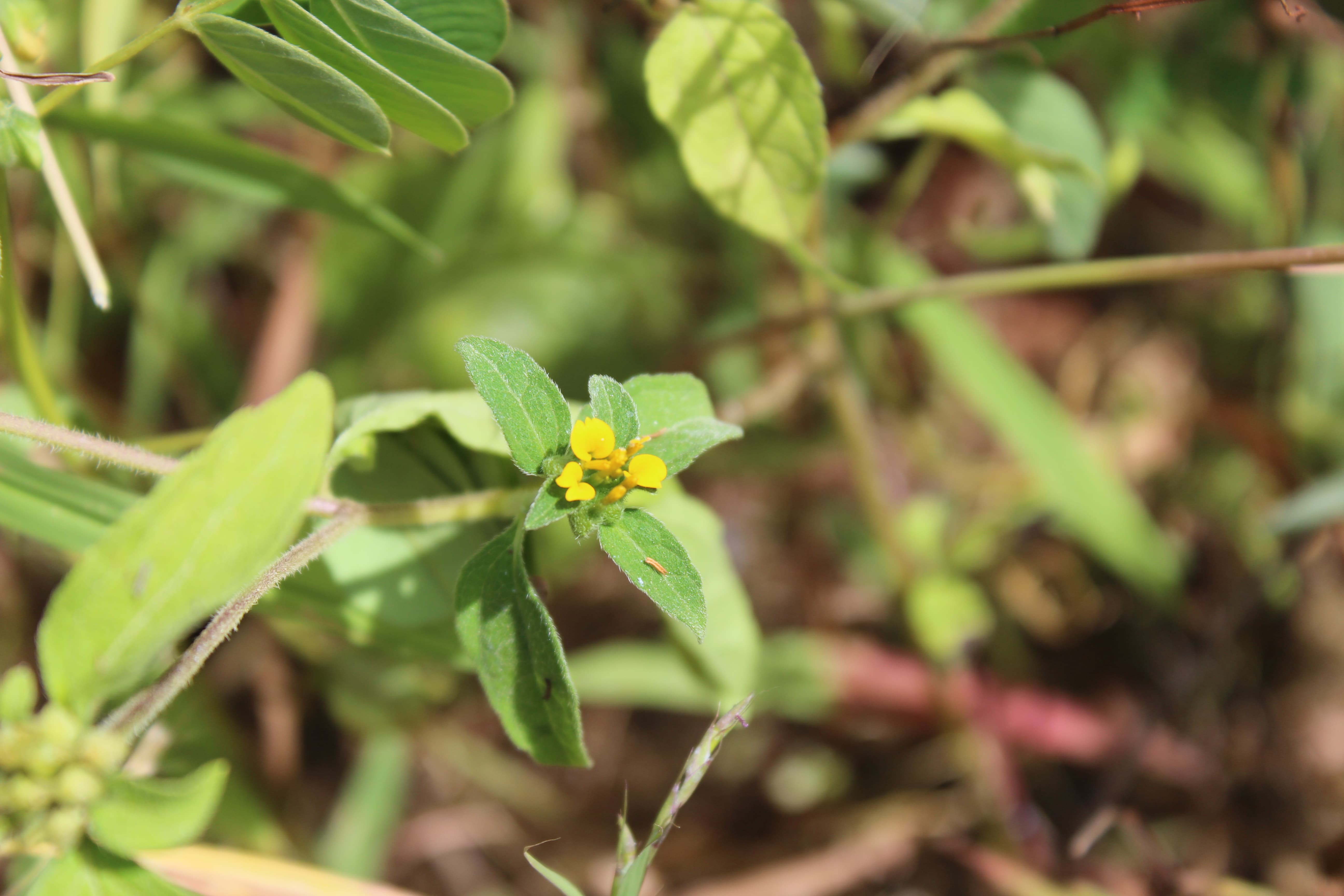 Plant Image